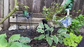 Penstemon quotPrairie Duskquot  Stem Cuttings  August 31 [upl. by Locke]