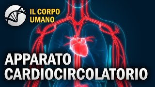 Apparato Cardiocircolatorio  Il Corpo Umano [upl. by Lleihsad592]