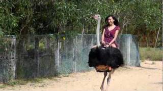 riding an ostrich in Vietnam [upl. by Stace]