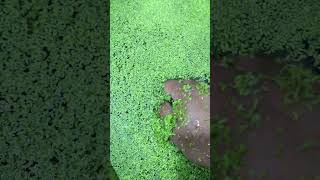 This Is Why I Hate DUCKWEED In My Aquarium 🌿 shorts [upl. by Arahat861]