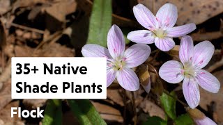 35 NATIVE SHADE PLANTS for the Garden — Ep 159 [upl. by Carolynne]