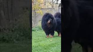 THE BEST MASTIFF BREEDS 2024  Tibetan MASTIFF mastiffdog mastiff tibetan [upl. by Allicserp223]