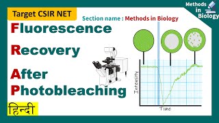 FRAP fluorescence recovery after photo bleaching   in hindi CSIR NET IIT JAM GATB2020 GATE [upl. by Schenck]