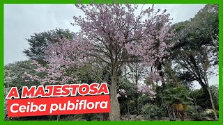 Ceiba pubiflora  Por Harri Lorenzi  Jardim Botânico Plantarum [upl. by Dis]