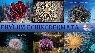 Exploring the Fascinating Characteristics of Phylum Echinodermata kingdom animalia class 11th NCERT [upl. by Asiulana524]