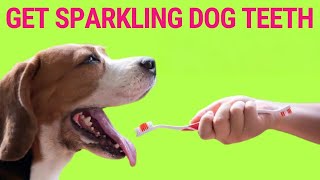 4 Ways to Clean your Dog’s Teeth Naturally This Trick Is Fantastic [upl. by Norha]