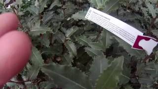 Olearia macrodonta 5L at Big Plant Nursery in West Sussex UK [upl. by Berthoud]