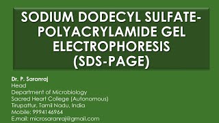 Sodium Dodecyl Sulfate  Polyacrylamide Gel Electrophoresis SDSPAGE [upl. by Shimberg]