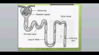 DIURETICS 1FUROSEMIDE [upl. by Ferino646]