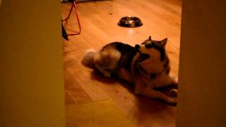 Husky barks soooo funny LoL [upl. by Tamaru]