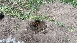 A Cicada Killer Wasps Digging its Tunnel [upl. by Borlow573]