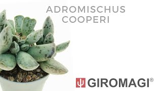 Adromischus cooperi [upl. by Carolin]