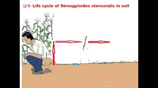 ٍStrongyloides stercoralis GIT module Dr Khaled Habib [upl. by Chrisman]