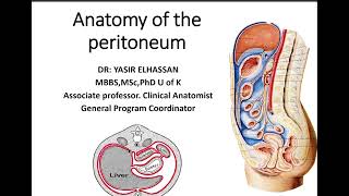 Surgical anatomy of the peritoneal cavity Tutorial All Group Dr Yasir El Hassan [upl. by Ahseel988]