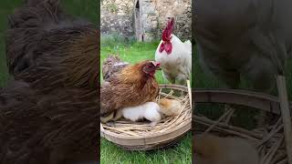 The rooster is wondering how to hatch a litter of dogs PetChicken CutePets Dogs [upl. by Tarsuss942]