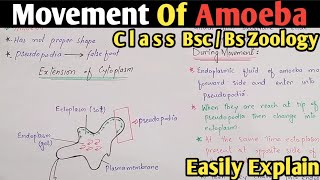 Amoeba Movement  Amoeboid Movement  Amoeba Moves Through Pseudopodia  Class Bsc amp Bs Zoology [upl. by Notyrb917]