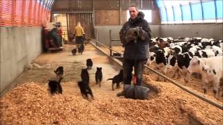 Socialisation chiots Berger Allemand [upl. by Leanatan582]