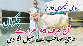 Heifers for sale in chakwal  Australian fresion heifers  female calf for sale  Top breed  HF [upl. by Blaseio]