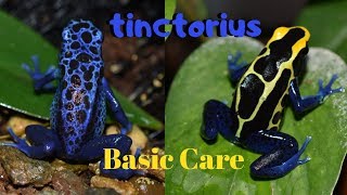 Dart Frog Care Series Part 1 Dendrobates tinctorius [upl. by Merc134]