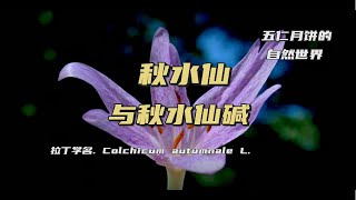 秋水仙（Colchicum autumnale）与秋水仙碱（Colchicine） [upl. by Peoples]