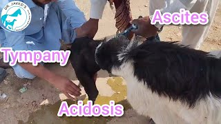 Acidosis Tympany ascites treatment in goatsanimal goatfarming [upl. by Ainimre]