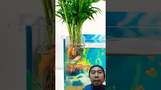 Makanan ikan aquarium aquaristic diy fishfood [upl. by Ennaira]