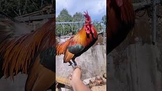 Rooster 🐔ayam chickenbreeds roosterepic [upl. by Koah]