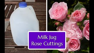 Grow Roses from Cuttings Easy Milk Jug Method [upl. by Kinson324]