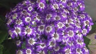 সিনেরিয়া ফুল গাছের যত্নcare of cineraria flowersgardeningloversmywindow beautifulflower [upl. by Narmak]