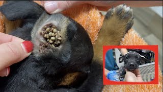 Found puppy covered in ticks  Satisfying removal [upl. by Evelinn]