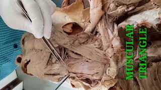 DISSECTION OF NECK PART1  BOUNDARIES OF ANTERIOR TRIANGLE OF NECK  BY DR MITESH DAVE [upl. by Shanie]