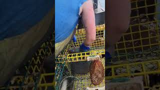 Wolf fish in lobster trap lobster atlantic mainelobster america Trump2024 [upl. by Anais]