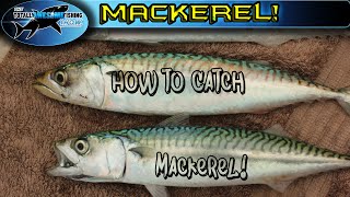 How to catch Mackerel  TAFishing [upl. by Adnohsal999]