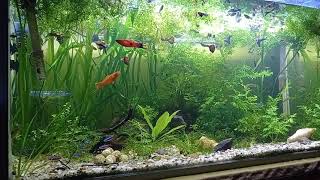 Mi acuario comunitario 200 litros betta guppy cardenales corydoras [upl. by Reginnej]