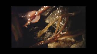 Earthworm eating leaf stem SEE quotNightcrawler science videos clipsquot [upl. by Annaya]