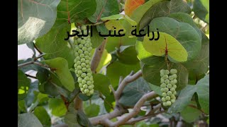 عنب البحر فاكهة الباشا معا لنعرف أسرارها الزراعية coccoloba uvifera حلقة 282 [upl. by Adamsun]