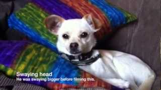 Need Info Unknown Sickness Jack Chi 11moold puppy swaying head and body [upl. by Ruperto]