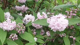 Fuzzy Pride of Rochester deutzia fuzzyprideofrochester [upl. by Eddy]