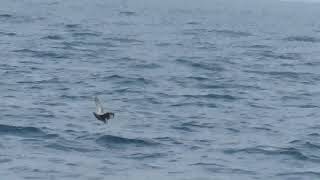 Northern Fulmar Fulmarus glacialis Flying Across the Water  Shearwater Journeys [upl. by Schluter]