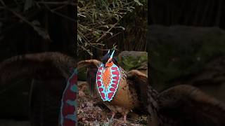 cabots tragopan temmincks tragopan Трагопан Габо трагопан Темминка nature sounds [upl. by Lichtenfeld120]