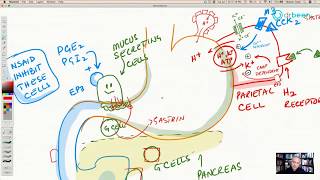 Famotidine H2 Receptor Antagonist [upl. by Akeemahs]