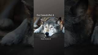 Our beautiful Agness wildlifeimages graywolf wildliferehab [upl. by Orel]