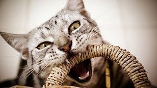 How to Deal with Tail Biting  Cat Care [upl. by Piefer]