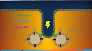 Istologia 40  Muscolare striato scheletrico [upl. by Ojeillib]