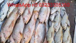 Fish Video  Latest Rates of Fish  Karachi fishery Market on 2122024 [upl. by Cela]