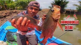 Baru 2 kali lempar langsung disambar Mangrove Jack Besar [upl. by Hola]