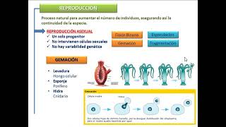 SER VIVO Cotamania [upl. by Belamy17]