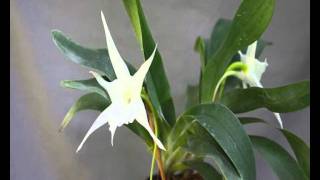 Angraecum sesquipedale var angustifoliumwmv [upl. by Eisor]