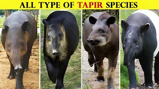 All Types Of Tapir in the World [upl. by Marih169]