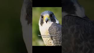 The peregrine falcon hunting viralvideo falcon [upl. by Ennairam382]